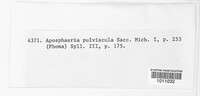 Image of Aposphaeria pulviscula